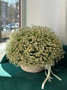 Полюшко