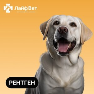 Рентген