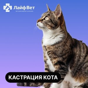 Кастрация кота