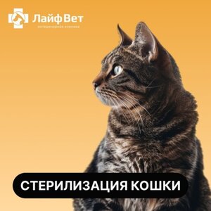 Стерилизация кошки