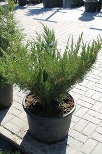Можжевельник средний "Mint Julep" 0.5/+ м