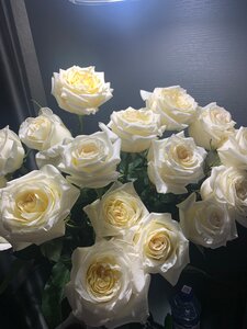 Роза Канделайт