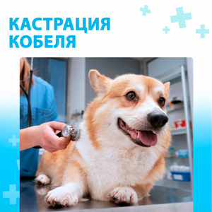 Кастрация кобеля от 6 кг.