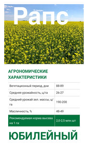Семена рапса сорт Юбилейный 