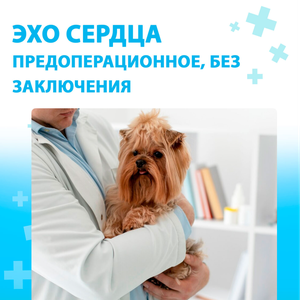 ЭХО сердца для питомца (предоперационное) 