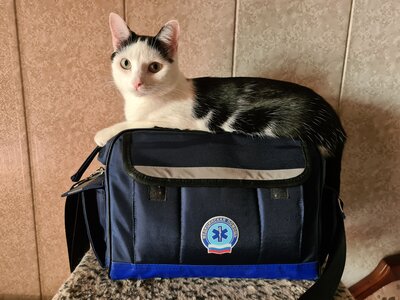 Кастрация кота