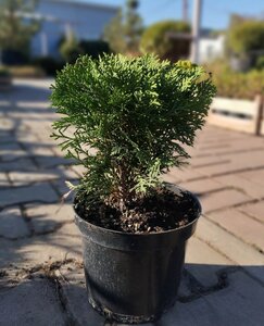 Туя западная "Danica" 0.15-0.2 м