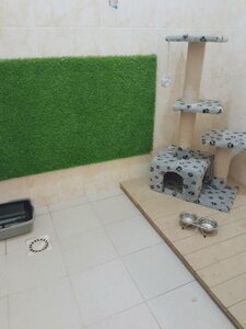 Размещение кошки в комнатном вольере