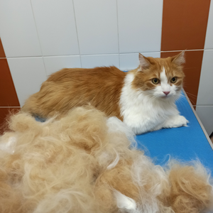 Вычёсывание кошек и котов