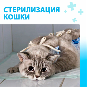Стерилизация кошки с косметическим швом