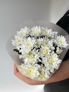 Хризантема "Моно S"