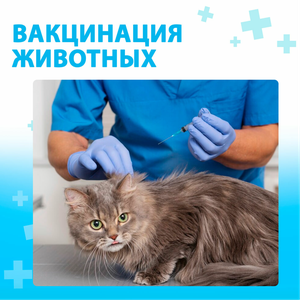Вакцинация для животных