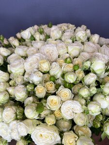 Роза кустовая Беларус
