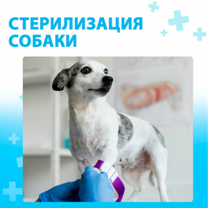 Стерилизация собаки
