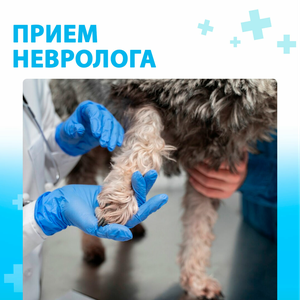Прием невролога для питомца