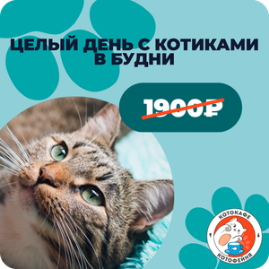 Целый день с котиками в будни