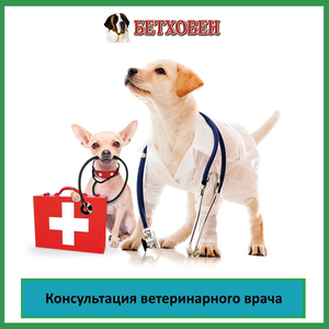 Первичный прием ветеринарного врача