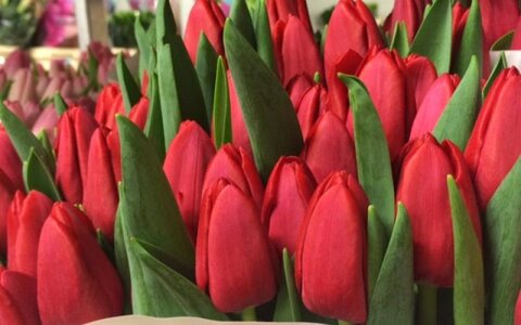 Тюльпаны STRONG LOVE оптом в Красноярске к 8 марта