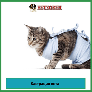Кастрация кота