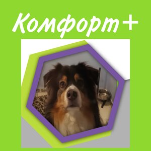 Зоогостиница для собак. Вольеры Комфорт+