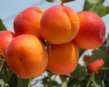 Абрикос Северный