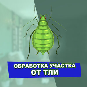 Обработка участка от тли. Уничтожение тли на участке