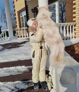 Котята мейн кун из питомника Lakshestar 