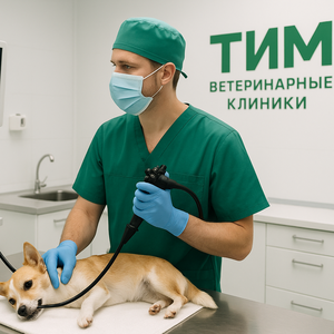 Гастроскопия для животных