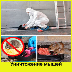 Уничтожение мышей