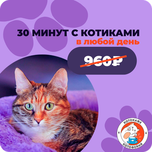 30 минут с котиками