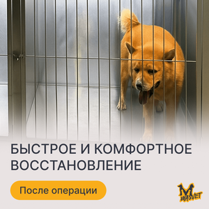 Стационар для животных