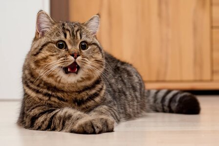 Вакцинация кошек