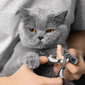 Стрижка когтей кошек