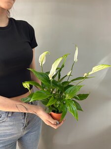 Комнатное растение спатифиллум