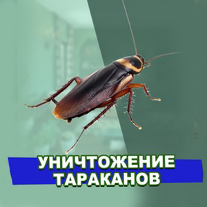 Уничтожение тараканов. Обработка помещений от тараканов.