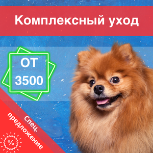 Шпицы - Стрижка/Вычесывание + Купание и гигиенические пр