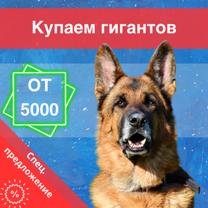 Купание всех пород! - Даже гигантов.