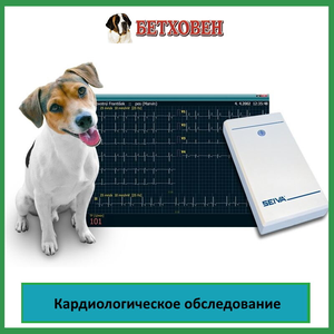 Кардиологическое обследование животного