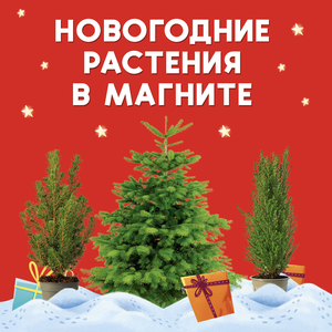 Новогодние растения в Магнит.