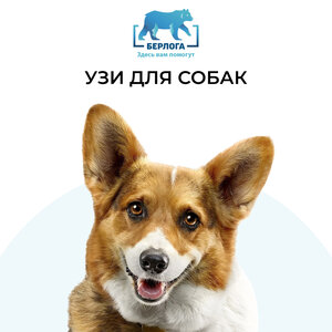 УЗИ для собак
