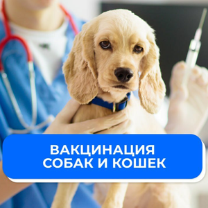 Вакцинация собак в Москве