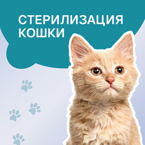 Стерилизация кошки