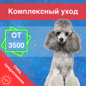 Стрижка для пуделя в груминг салоне GoGroom