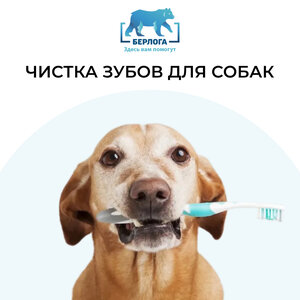 Чистка зубов собакам