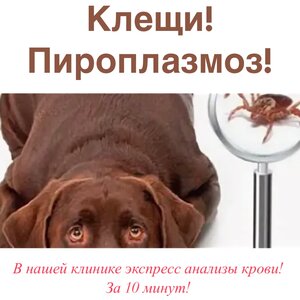 Экспресс-анализ крови на пироплазмоз в сезон клещей!