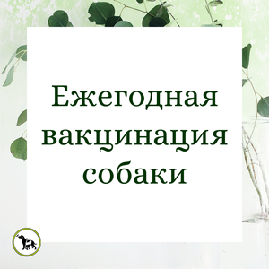 Вакцинация собаки ежегодная