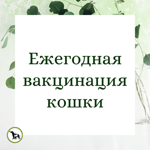 Вакцинация кошки ежегодная