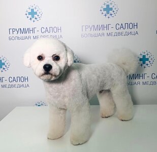 Стрижка бишона