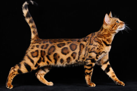 Бенгальская кошка
