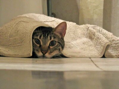 Кастрация котов!
